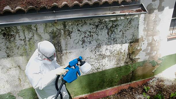 Top rated local Crawl Space Mold Remediation specialists in Riverview, MI